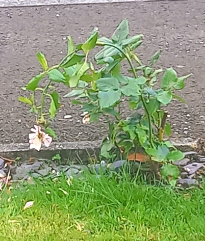 This image has an empty alt attribute; its file name is garden-2-2.jpg